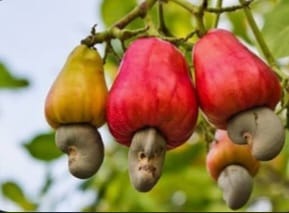 Cashew Nut